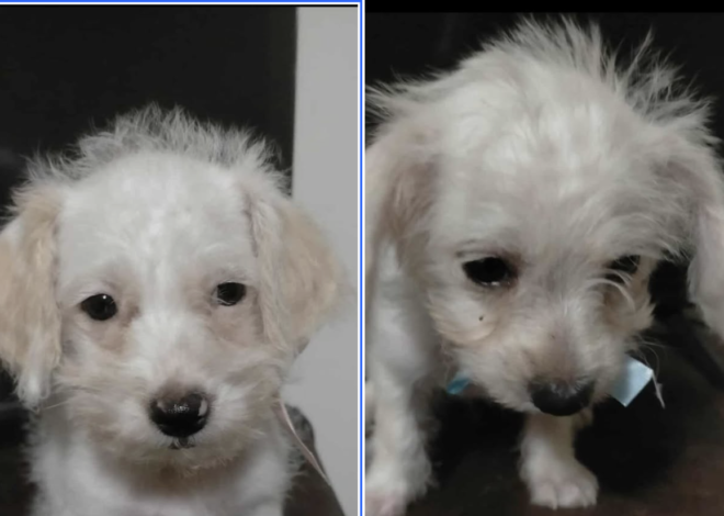 Buscan hogar para dos cachorros rescatados en Ciudad Obregón